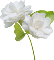 Jasmine flower isolated, symbol of Mothers day in thailand. png