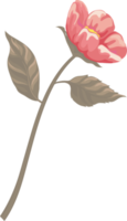 Rose Flower and botanical leaf digital painted png