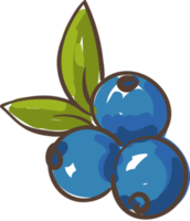 blueberry fruit illustration cartoon png