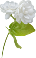 Jasmine flower isolated, symbol of Mothers day in thailand. png