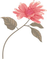 Rosenblüte und botanisches Blatt digital gemalt png