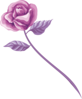 Rose Flower and botanical leaf digital painted png