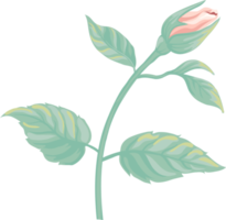 Rosenblüte und botanisches Blatt digital gemalt png