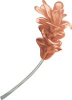 flor de rosa y hoja botánica pintada digitalmente png