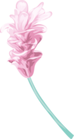 flor de rosa y hoja botánica pintada digitalmente png