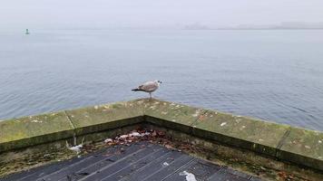 Gabbiano di mare affamato ad una parete della banchina del porto a kiel germania in una giornata nuvolosa. video
