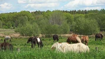 Lots of grazing horses on a green meadow in summer video