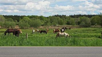 veel grazende paarden op een groene weide in de zomer video