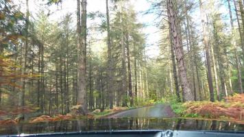 vue accélérée du pare-brise d'une voiture rapide traversant une forêt d'automne colorée video