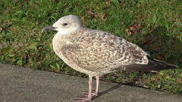 Close up view at seagulls on a paved road in an urban environment. video