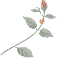 rosa blomma och botaniska blad digital målade png