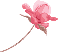 Rosenblüte und botanisches Blatt digital gemalt png