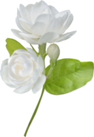 Jasmine flower isolated, symbol of Mothers day in thailand. png