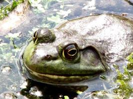 ojos de rana saliendo de un pantano foto