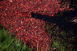 Cranberries Floating in Water Along a Bog photo