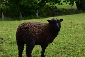 ovejas romney marrones mirando hacia atrás por encima del hombro foto