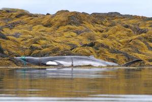 Minke Whale Caught in a Fishing Net photo