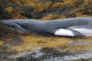 Deceased Minke Whale photo