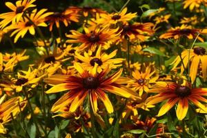 Beautiful Yellow and Brown Black Eyed Susans photo