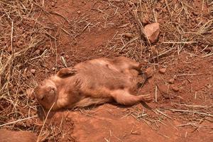 perrito de las praderas hembra recostado sobre su espalda foto