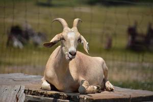 Goat Chewing While Resting in the Sun photo
