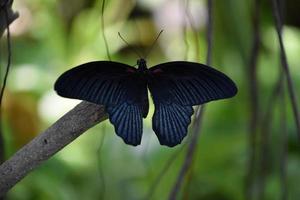 gran mariposa mormona en la rama de un árbol foto