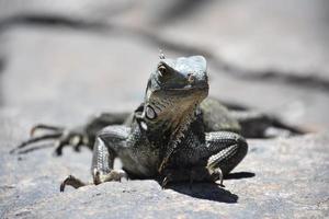 Looking into the Face of a Large Iguana photo