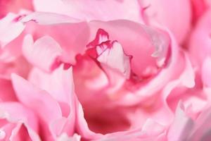 Up Close into the Center of a Pink Peony photo