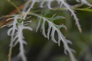 Green Split Leaf Japanese Maple Leaves on a Tree photo