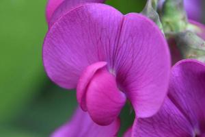 Brilliant Pink Sweet Pea Flowers Blooming in the Summer photo