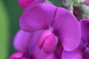 impresionante guisante de olor rosa que florece en el verano foto