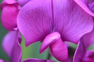 Close Up Blooming Pink Sweet Pea Flowers photo