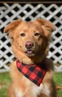 Little Red Duck Dog with a Red and Black Checked Bandana photo