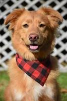 Sweet Faced Fluffy Duck Tolling Retriever Dog photo