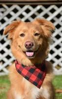 Friendly Duck Tolling Retriever Dog Sitting Outside photo