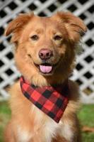 Smiling Duck Tolling Retriever Dog With a Plaid Bandana photo