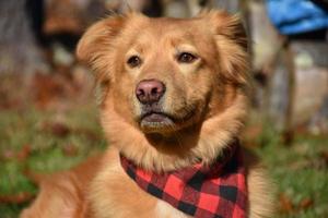 Cute Yarmouth Toller Dog with a Plaid Bandana photo