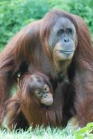 Mom with a Baby Orangutan photo