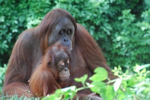 Adorable Orangutan Family photo