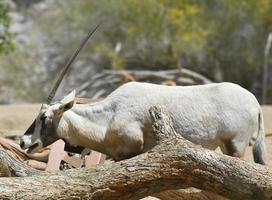 Profile of a Full Grown Arabian Oryx photo