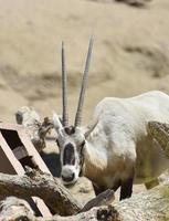 manchas negras estampadas en la cara de un oryx blanco foto