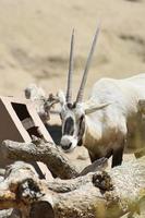 dulce expresión en la cara de un oryx blanco foto