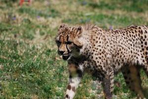 Stalking Cheetah on a Prairie photo