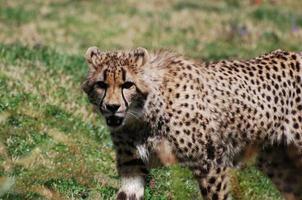 Gorgeous Face of a Cheetah with Distinctive Markings photo