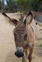 burro salvaje con orejas muy peludas foto