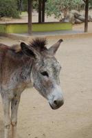 Wild Donkey in the Aruban Donkey Sanctuary photo