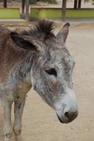 santuario de burros en la isla caribeña de aruba foto