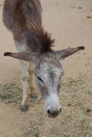 burro salvaje de cara dulce en aruba foto