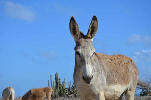 Beautiful Wild Donkey with Blue Skies photo