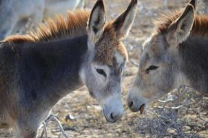 Two Donkeys Standing Together in Aruba photo